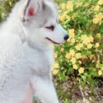 ポンスキー子犬ID()サムネイル画像6