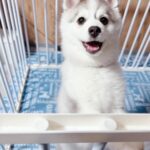 ポンスキー子犬ID()サムネイル画像5