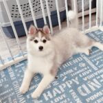 ポンスキー子犬ID()サムネイル画像7