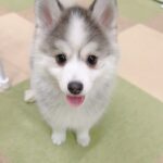 ポンスキー子犬ID()サムネイル画像1