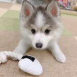 ポンスキー子犬ID()サムネイル画像2