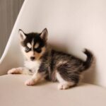 ポンスキー子犬ID()サムネイル画像10