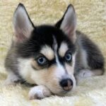 ポンスキー子犬ID()サムネイル画像2
