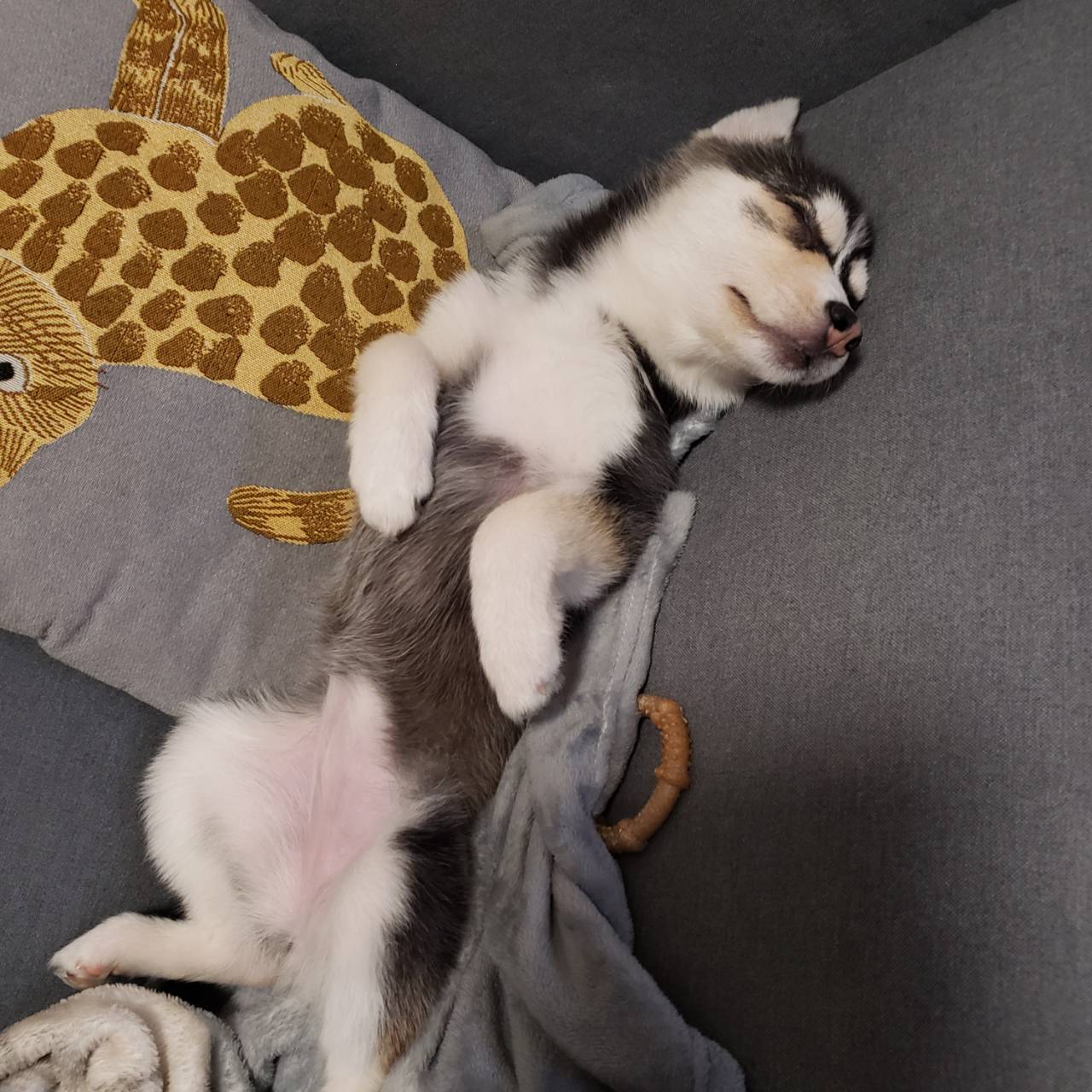 まめちゃんの画像9