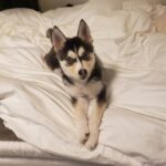 ポンスキー子犬ID()サムネイル画像3