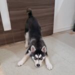 ポンスキー子犬ID()サムネイル画像8