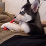 ポンスキー子犬ID()サムネイル画像7