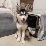 ポンスキー子犬ID()サムネイル画像6