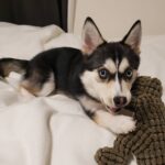 ポンスキー子犬ID()サムネイル画像5