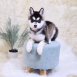 ポンスキー子犬ID()サムネイル画像1