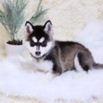ポンスキー子犬ID()サムネイル画像2