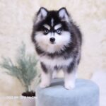 ポンスキー子犬ID()サムネイル画像3