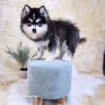 ポンスキー子犬ID()サムネイル画像2