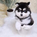 ポンスキー子犬ID()サムネイル画像2