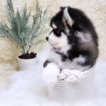 ポンスキー子犬ID()サムネイル画像3