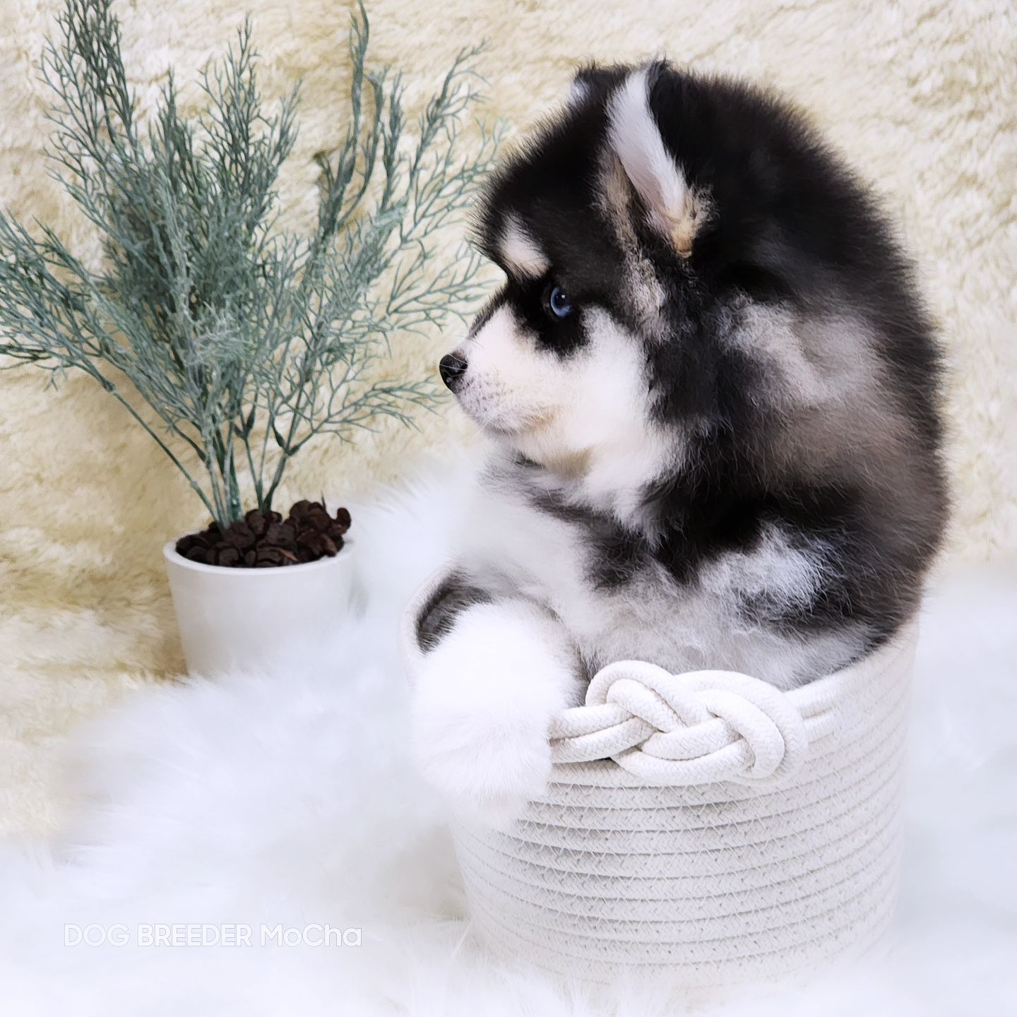 ポンスキー子犬ID()画像3