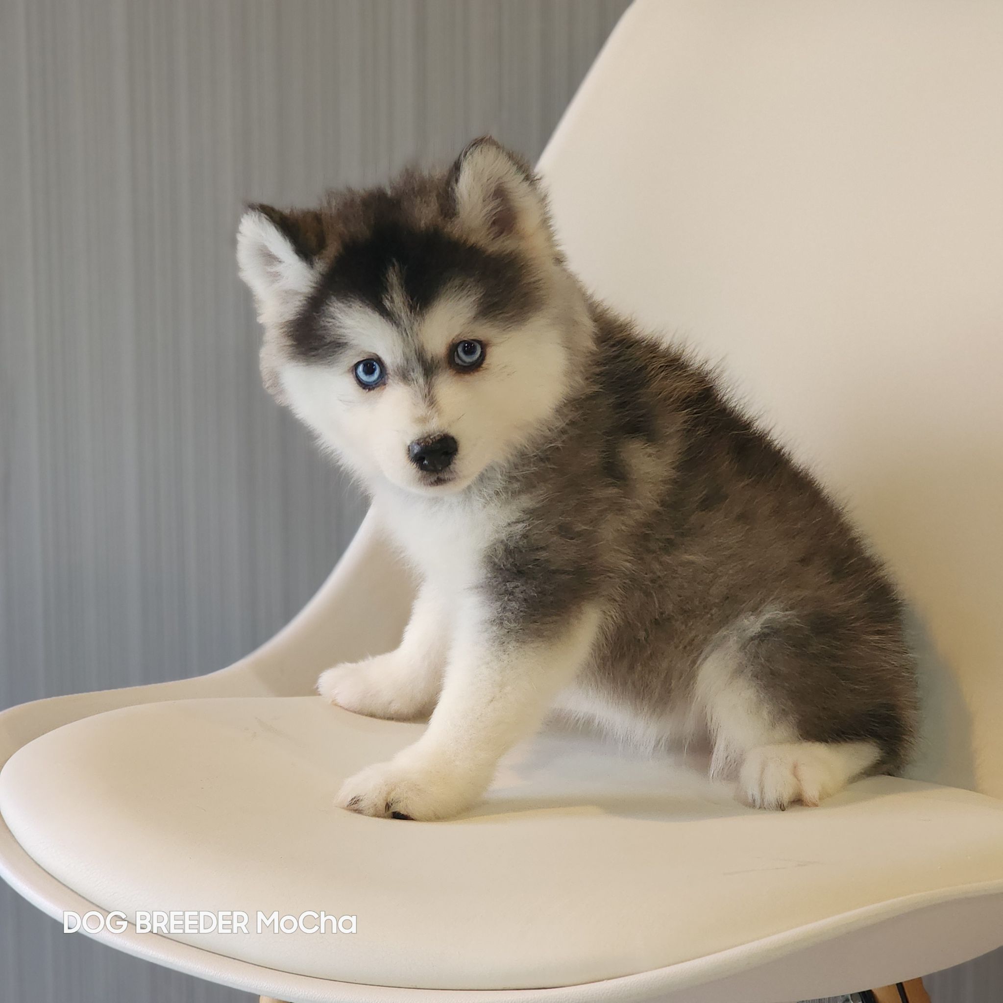 ポンスキー子犬ID()画像1