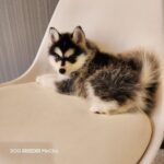 ポンスキー子犬ID()サムネイル画像2