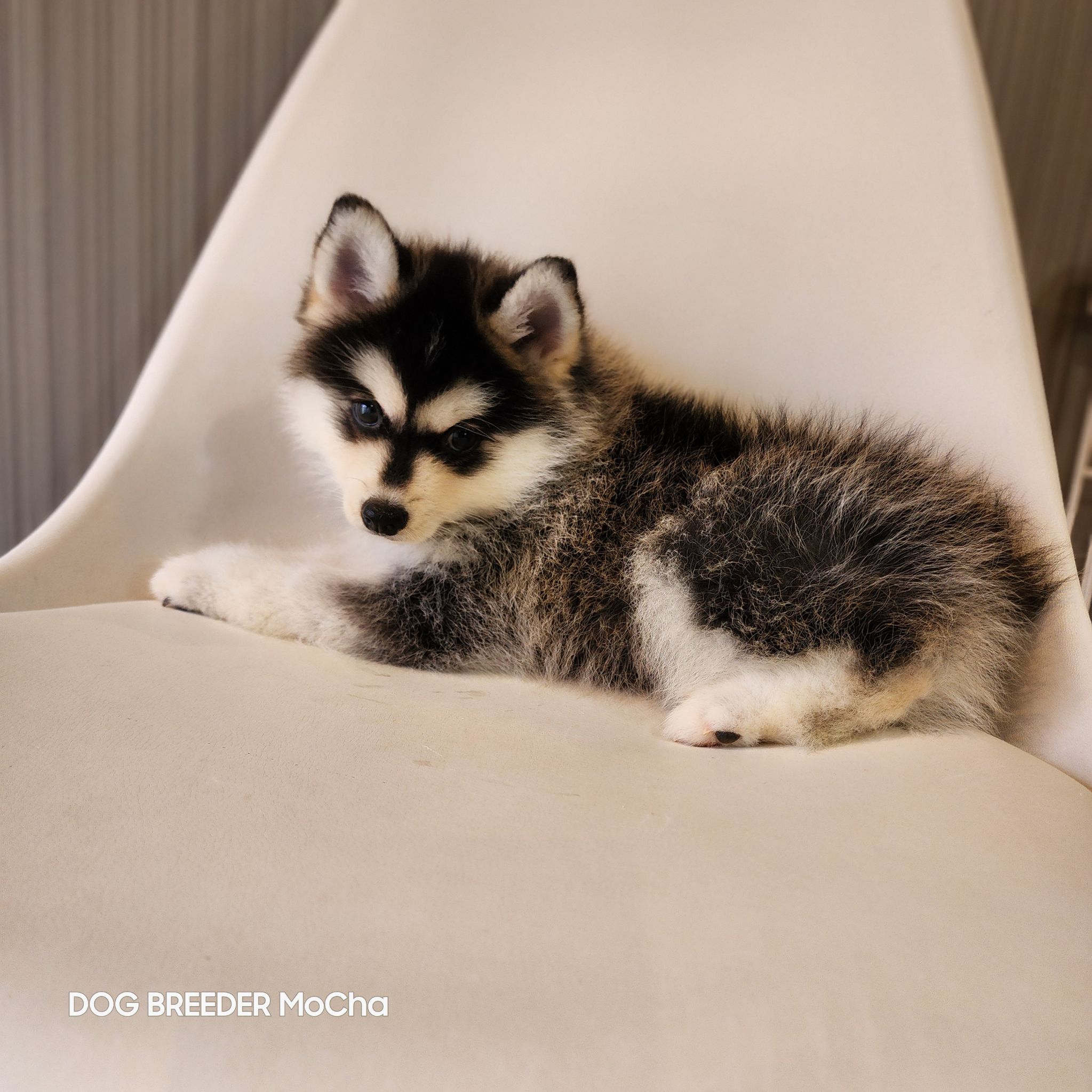 ポンスキー子犬ID()画像3