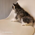 ポンスキー子犬ID()サムネイル画像4