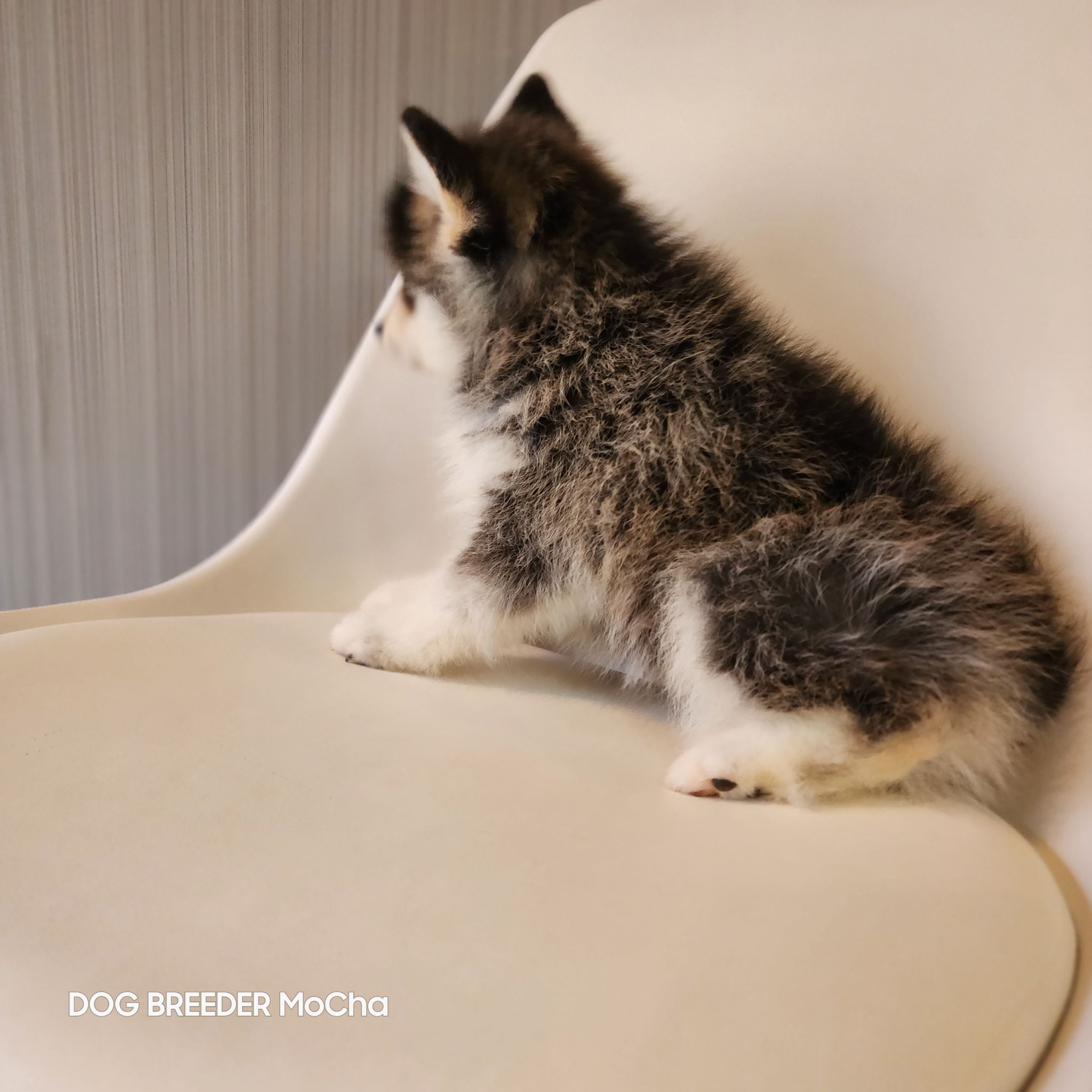 ポンスキー子犬ID()画像4