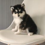 ポンスキー子犬ID()サムネイル画像2