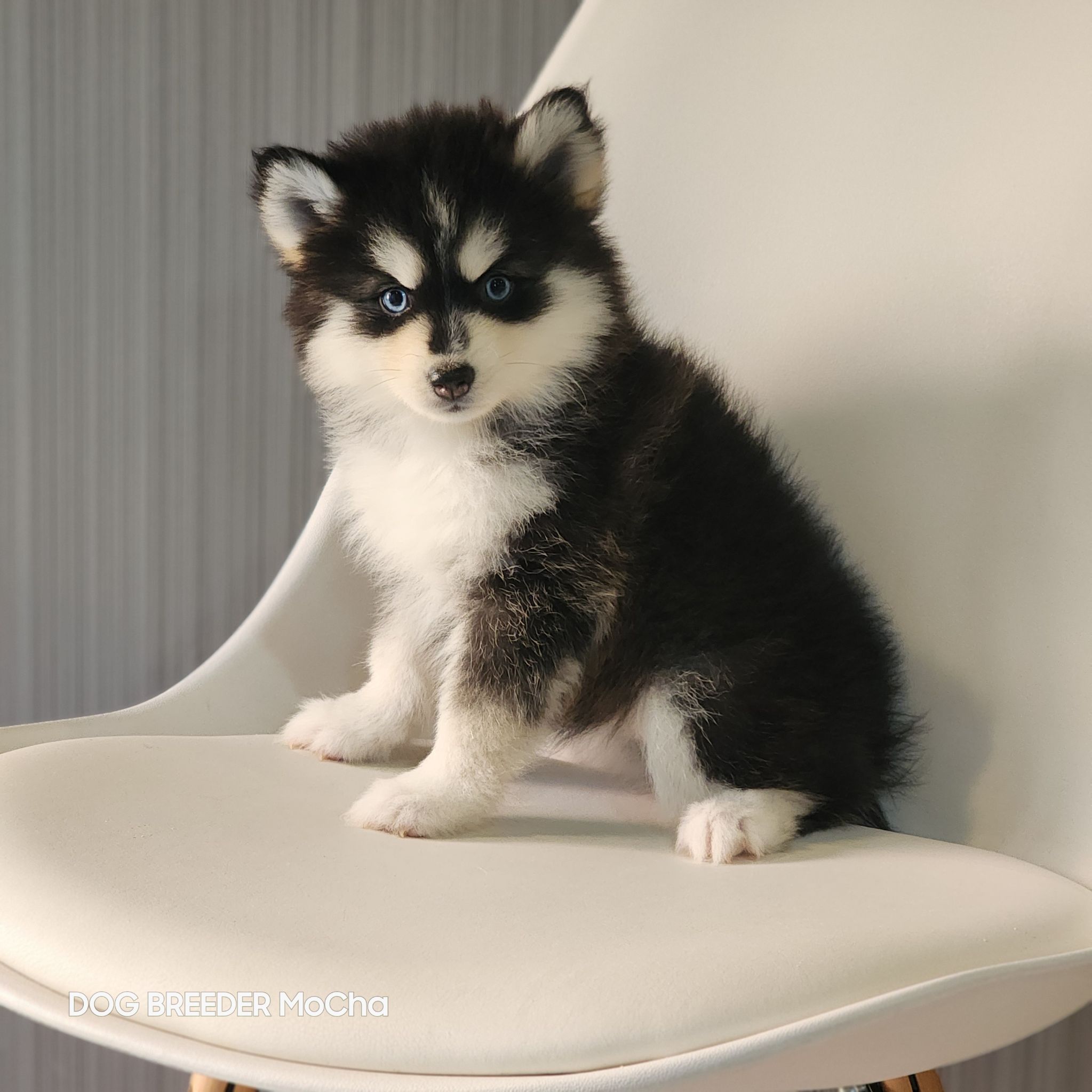 ポンスキー子犬ID()画像2