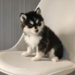 ポンスキー子犬ID()サムネイル画像3