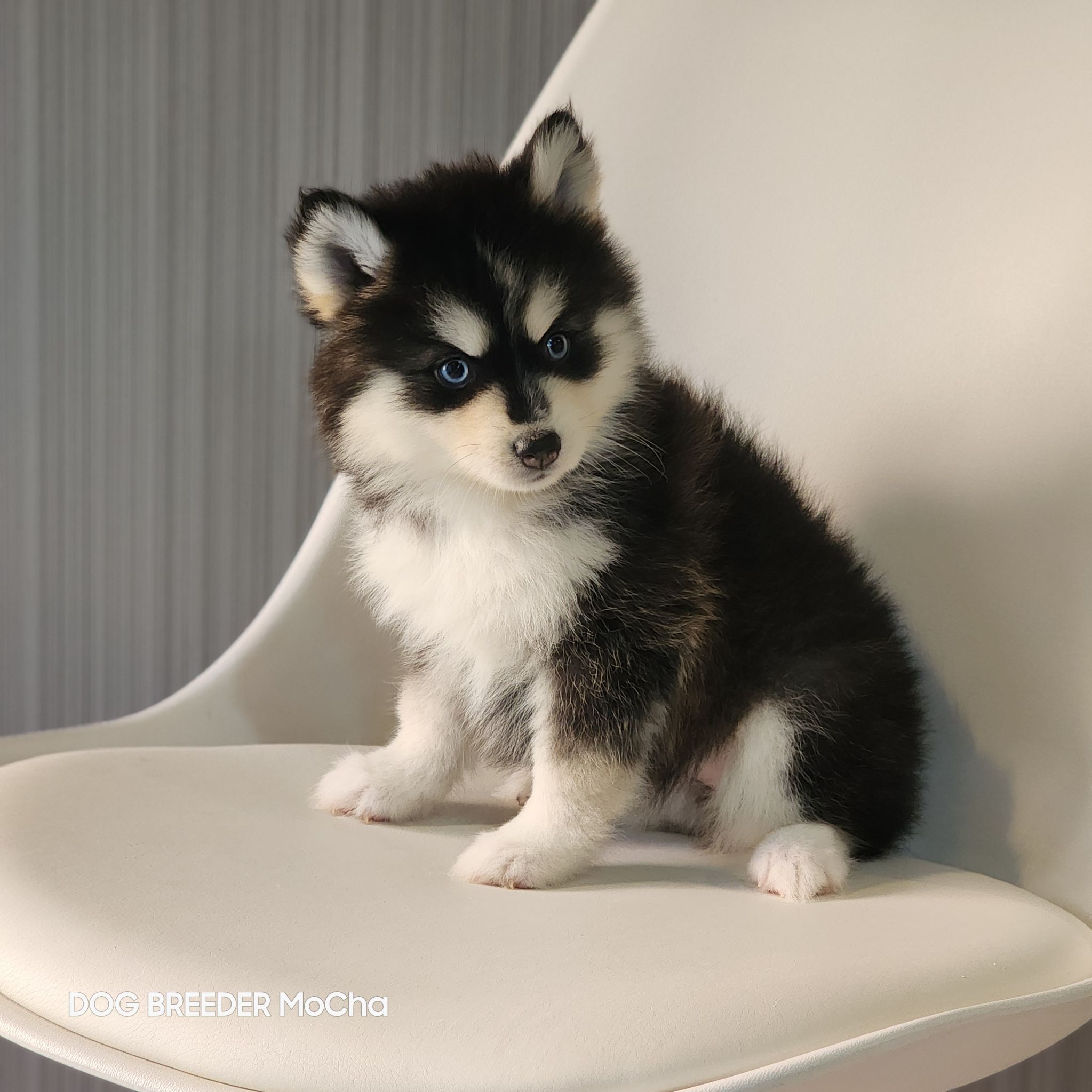 ポンスキー子犬ID()画像3