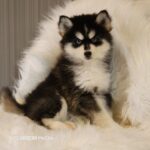 ポンスキー子犬ID()サムネイル画像4