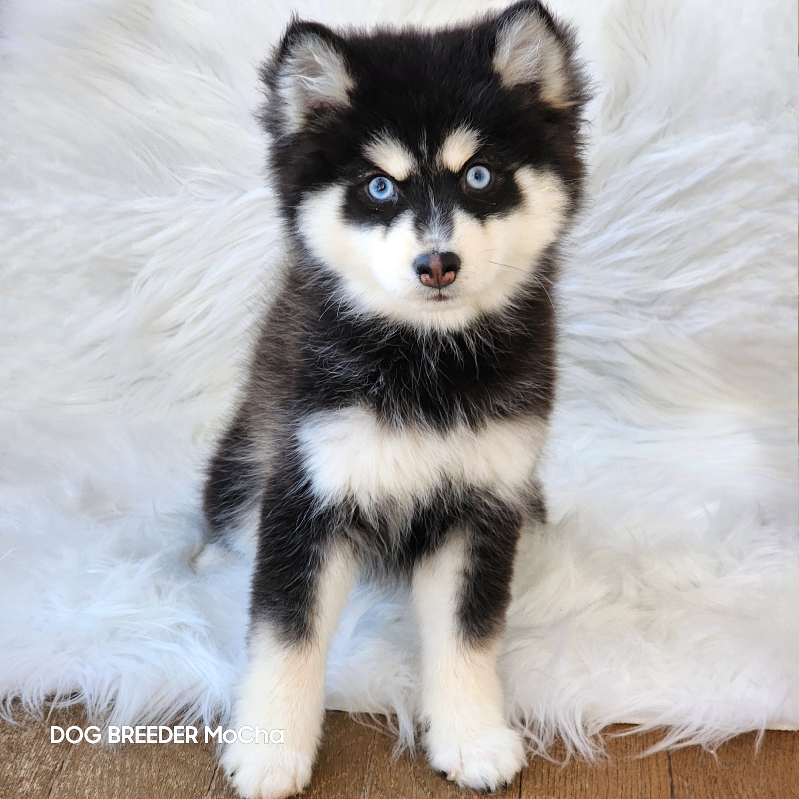 ポンスキー子犬ID()画像3