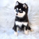 ポンスキー子犬ID()サムネイル画像1