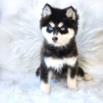ポンスキー子犬ID()サムネイル画像2