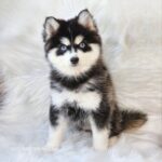 ポンスキー子犬ID()サムネイル画像3