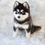 ポンスキー子犬ID()サムネイル画像1