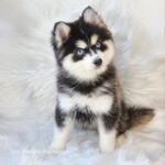 ポンスキー子犬ID()サムネイル画像2