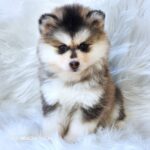 ポンスキー子犬ID()サムネイル画像1