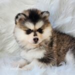 ポンスキー子犬ID()サムネイル画像3