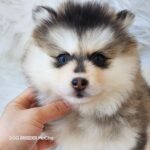 ポンスキー子犬ID()サムネイル画像4