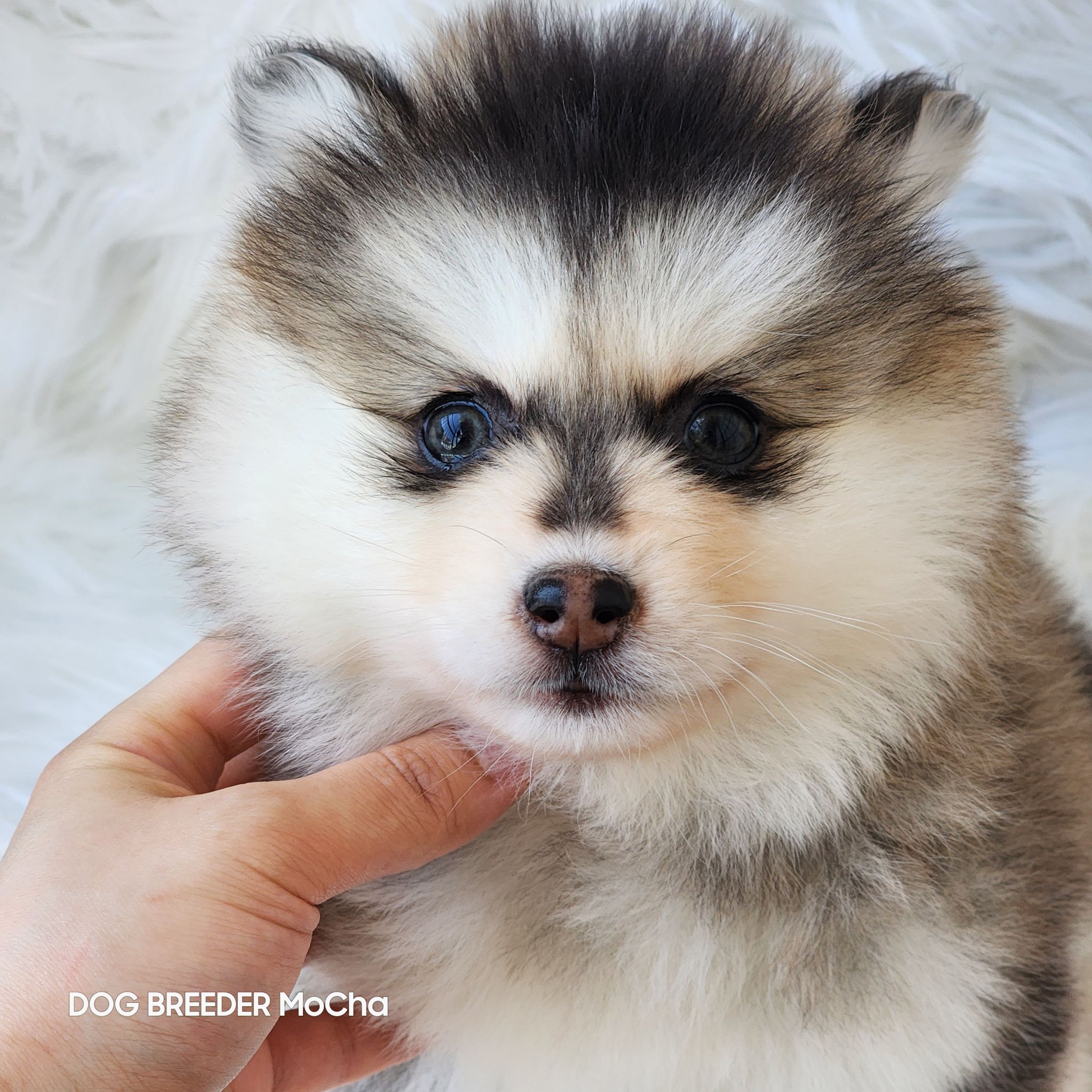 ポンスキー子犬ID()画像4