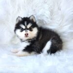 ポンスキー子犬ID()サムネイル画像2