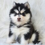 ポンスキー子犬ID()サムネイル画像3