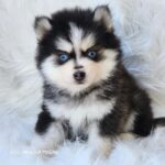ポンスキー子犬ID()サムネイル画像1