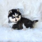 ポンスキー子犬ID()サムネイル画像2