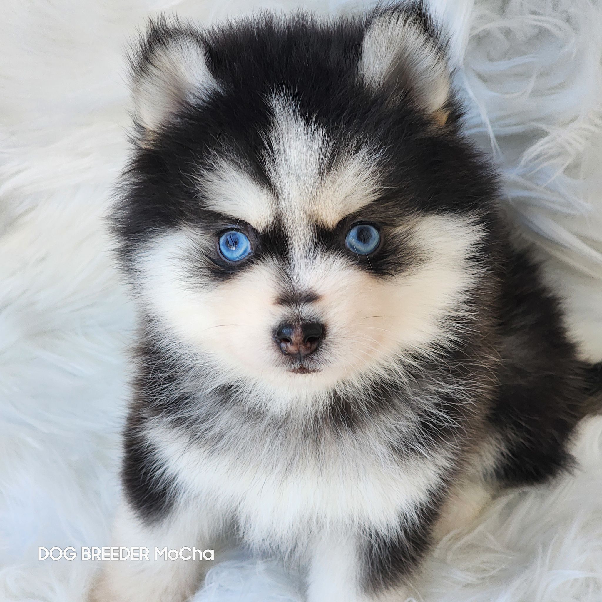 ポンスキー子犬ID()画像4