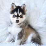 ポンスキー子犬ID()サムネイル画像1