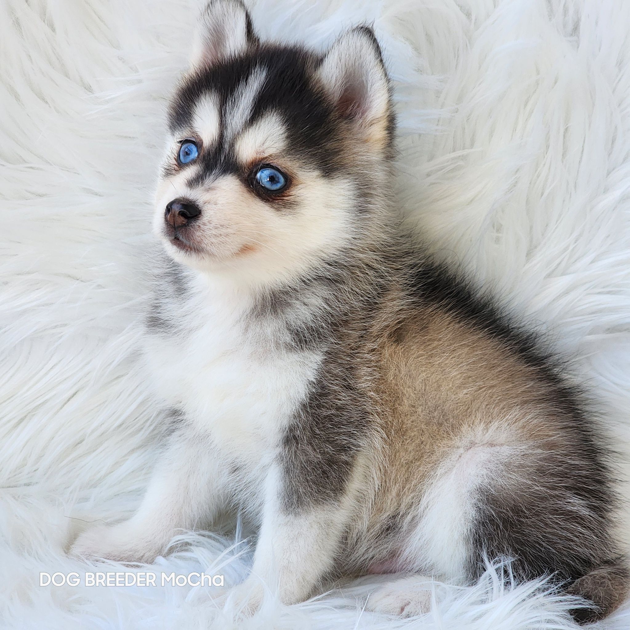 ポンスキー子犬ID()画像3