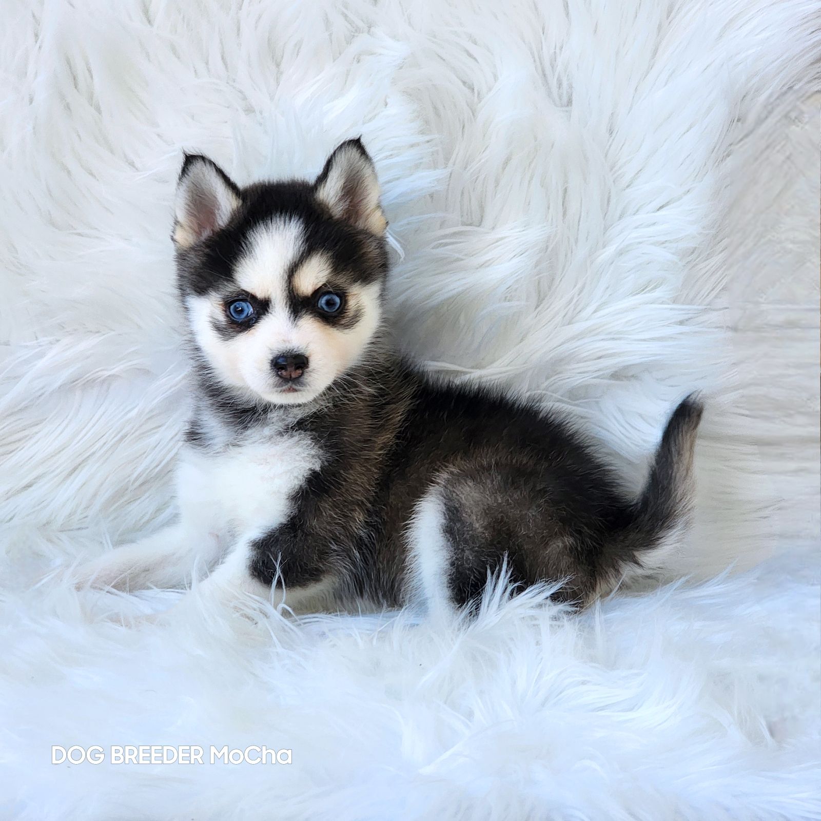 ポンスキー子犬ID()画像2