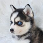 ポンスキー子犬ID()サムネイル画像4