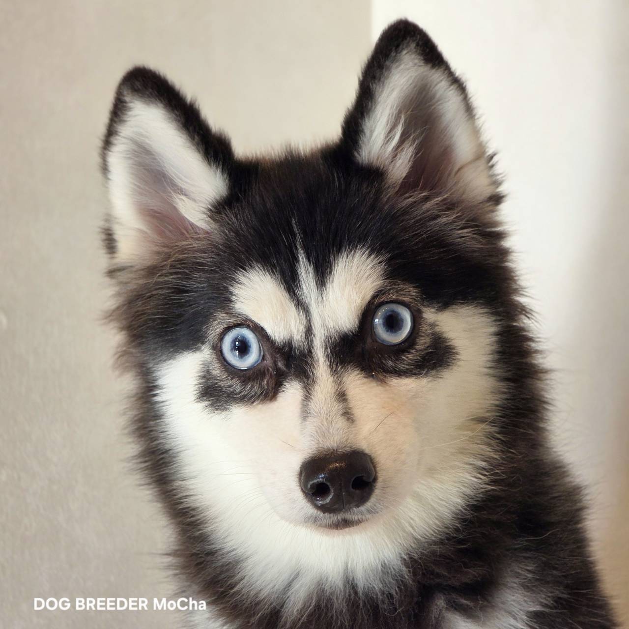 ポンスキー子犬ID()画像3